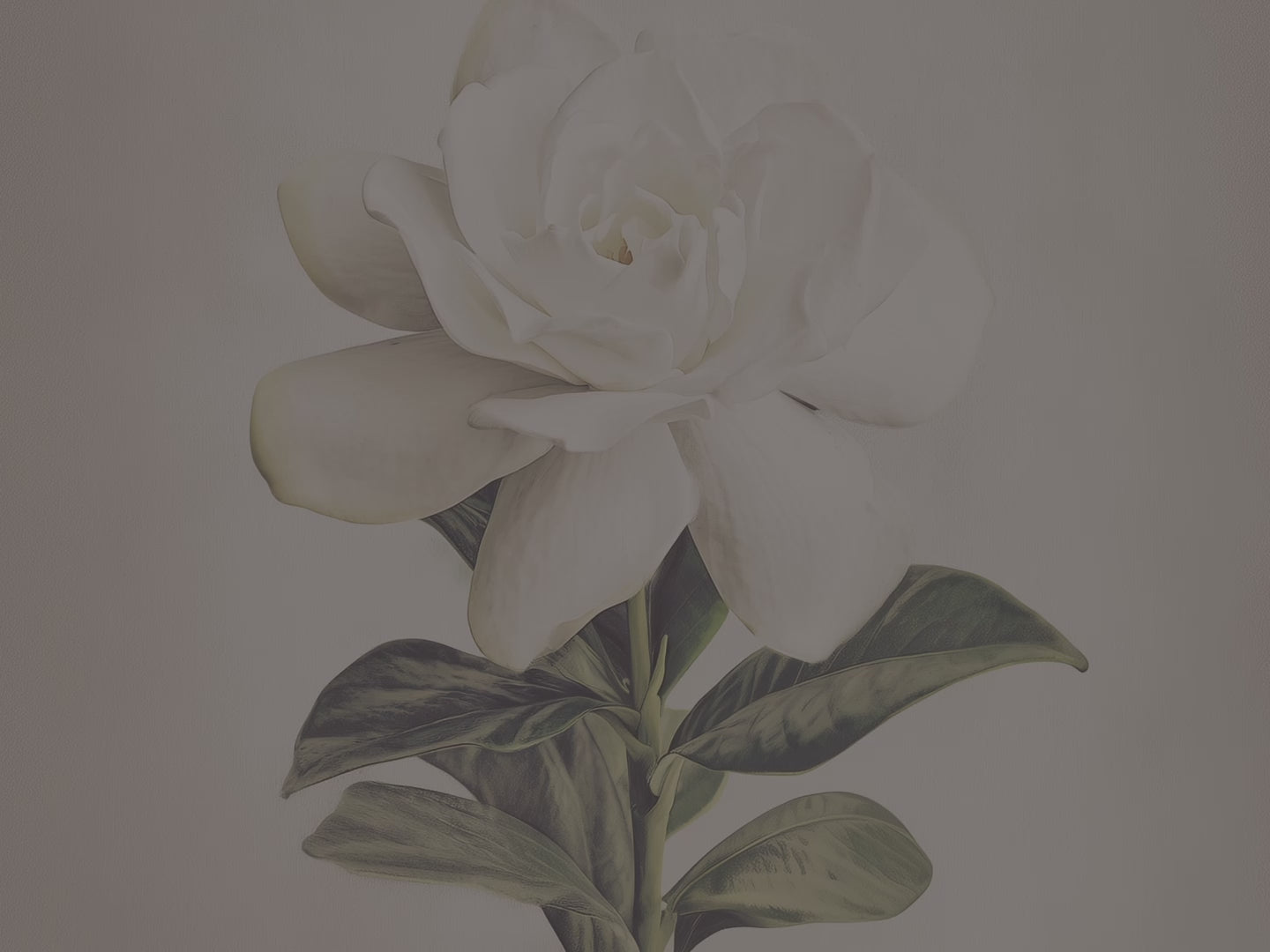 Coussin décoratif blanc gardénia | Motif floral élégant | Coussin décoratif minimaliste à motif botanique