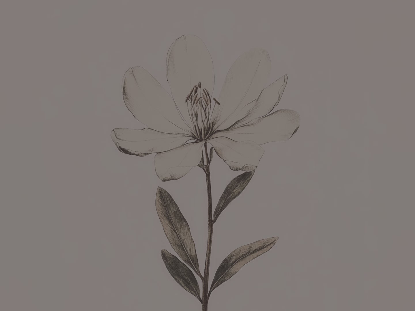 Magnolien-Leinwandbild | Vintage-Illustration mit weißen Blumen | Schlichte, elegante und klassische Dekoration