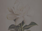 White Gardenia Canvas Wall Art - Elegant Vintage Botanical Floral Minimalist Print