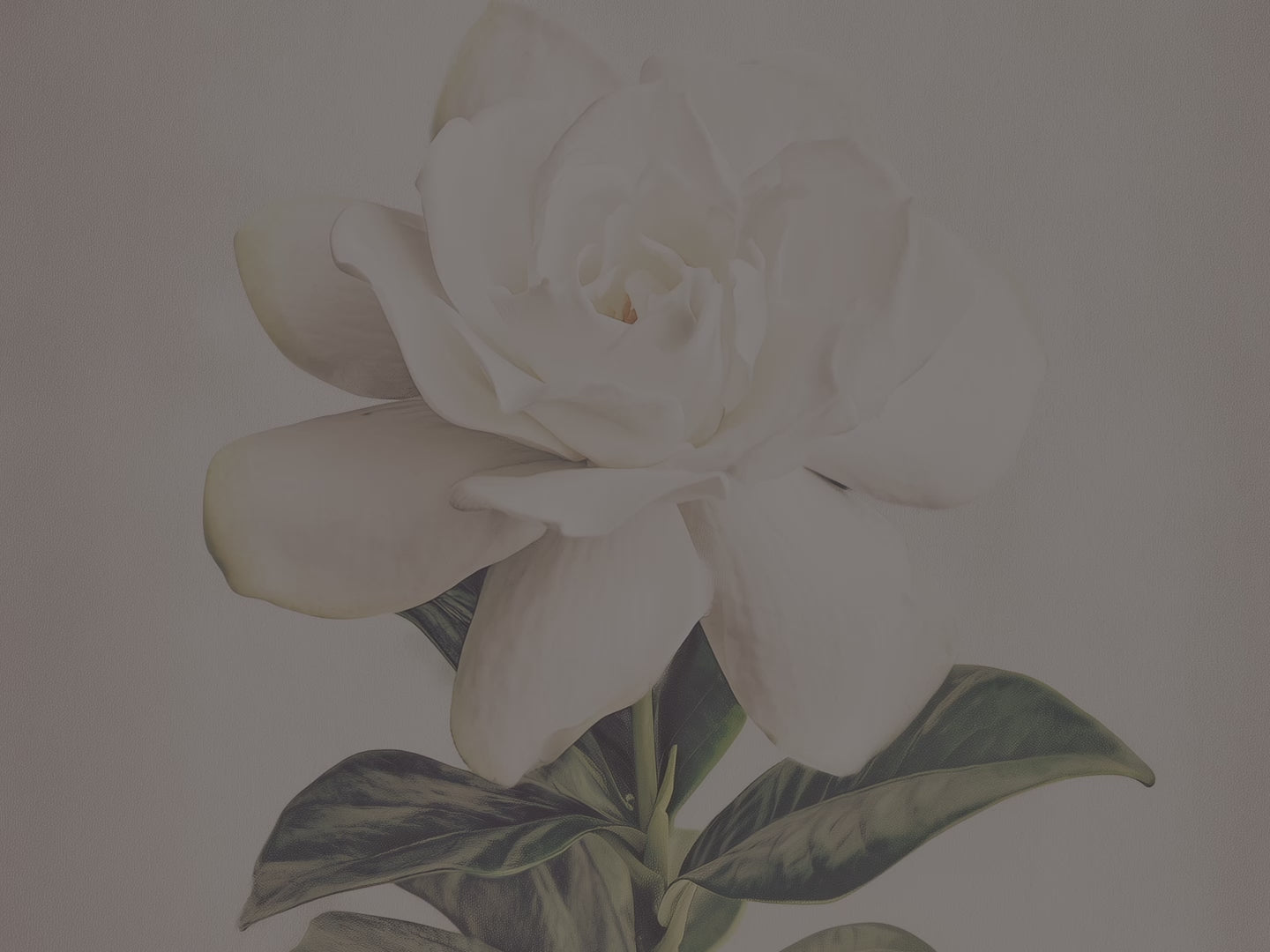 White Gardenia Canvas Wall Art - Elegant Vintage Botanical Floral Minimalist Print